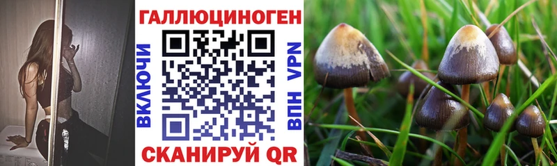 Галлюциногенные грибы Psilocybe  Купить закладки  Ростов 